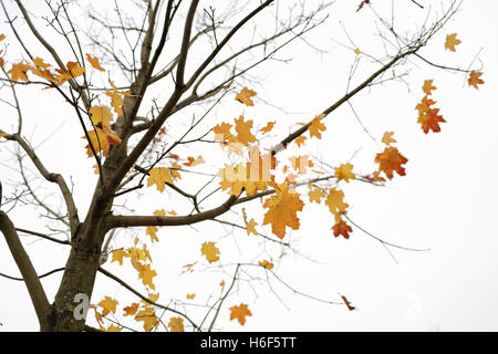 Dernières feuilles sur érable en automne Banque D'Images