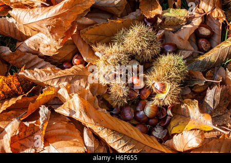Le châtaignier feuilles et fruits allongés sur le sol à mesure qu'ils sont trouvés sous l'arbre en automne. Nom scientifique Castanea sativa. Banque D'Images