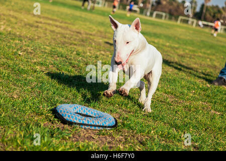 Bull Terrier chien jouant avec une peluche en forme de beignet sur une journée ensoleillée au parc. Banque D'Images