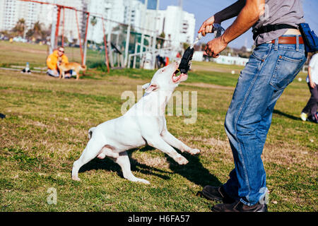 Bull Terrier chien jouant à la corde avec son humain sur une journée ensoleillée au parc. Banque D'Images