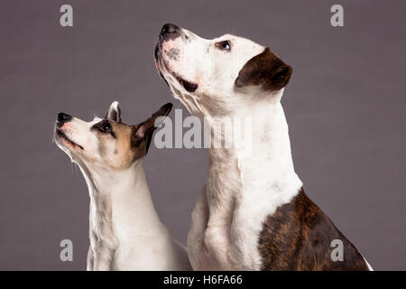 Portrait d'un mâle et une femelle pit-bull n dog, à la fois à la recherche de quelque chose hors cadre. Banque D'Images