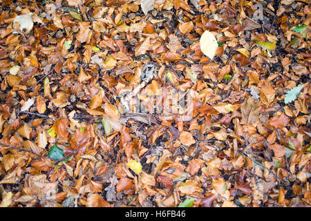 Mélange de feuilles d'automne sur plancher bois Banque D'Images