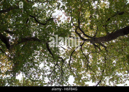 Oak tree canopy Automne Banque D'Images