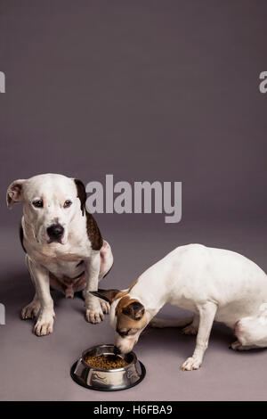 Portrait d'un mâle et une femelle pit-bull n dog de manger un bol de nourriture plein de friandises. Banque D'Images