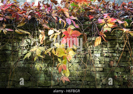 Parthenocissus quinquefolia. Virginia creeper / Ivy Américain couvrant un mur à Swinbrook, Oxfordshire, Angleterre Banque D'Images