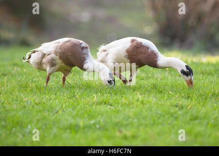 Paire de canard coureur indien Banque D'Images