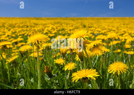 Le pissenlit commun (Taraxacum officinale) en floraison au printemps Banque D'Images