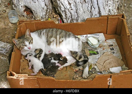 Chat chatons mère allaitant sous un arbre dans l'ancienne médina de Fès, Maroc Banque D'Images