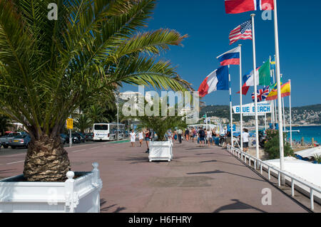 Palmiers sur la Promenade des Anglais, Nice, Côte d'Azur, Provence, France, Europe Banque D'Images