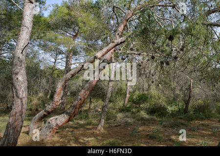 Pins calabrais ou turc - Pinus brutia Pegeia Forêt, Chypre Banque D'Images