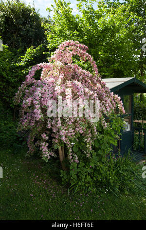 Weigela panaché 'Variegata' , un arbustes à feuilles caduques dans la famille Caprifoliacea, en pleine floraison, Banque D'Images