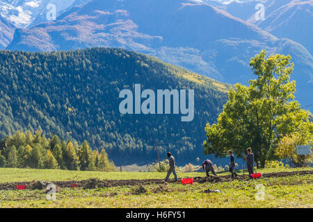 La récolte des pommes à l'automne dans le village de montagne de Lignan, vallée d'aoste,Italie. Banque D'Images