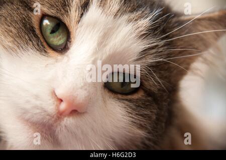 D'un coup de tête de tortue aux cheveux longs et blanc arbre chat norvégien, grand yeux verts, Banque D'Images