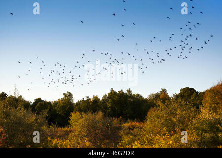 Nuée d'oiseaux voler à travers le ciel bleu Banque D'Images