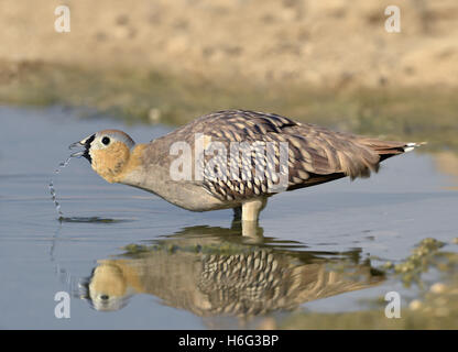 Ganga couronné Pterocles coronatus - homme Banque D'Images