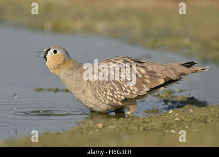 - Ganga couronné Pterocles coronatus Banque D'Images