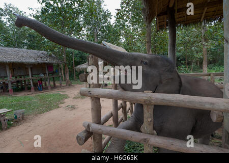 Nourrir de jeunes éléphants, forêt de Teak, Elephant Village, Ban Xieng LOM, Luang Phabang, Laos Banque D'Images