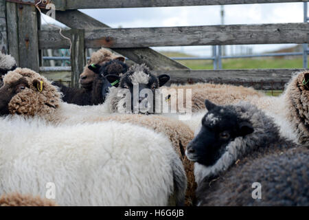 Peter Glanville avec son troupeau de moutons Shetland Shetland organiques qui produisent de la laine en couleurs naturelles. Banque D'Images