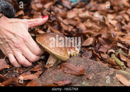 A woman's hand champignons porcini funghi une en automne automne porino fungo feuilles tombées dans l'arrière-plan Banque D'Images