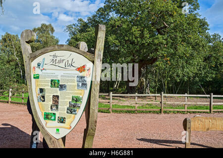 Ancienne forêt de Sherwood ; ; ; ; ; ; Bretagne centre Worksop, Royaume-Uni ; Banque D'Images