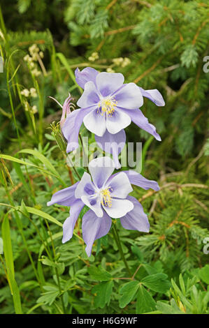 Columbine bleue du Colorado en fleurs sauvages du bassin de Chicago Banque D'Images