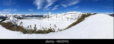 Panorama d'un harfang de prairies Tuolumne High Country Yosemite de Gaylor Peak près de Tioga Pass Banque D'Images