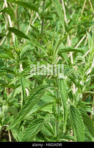 Ortie Urtica dioica plantes croissant dans un patch Banque D'Images