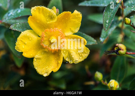 Gouttes de pluie sur les pétales de la fleur d'un millepertuis (Hypericum 'Hidcote' × 'Hidcote' hidcoteense) Banque D'Images