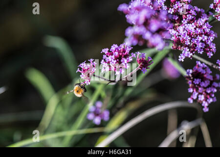 Un bourdon sur verveine (Verbena bonariensis argentin) Banque D'Images