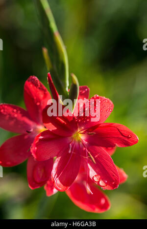 Gouttes de pluie sur les pétales d'un drapeau rouge lily 'Major' (Hesperantha coccinea 'Major') Banque D'Images