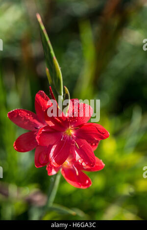 Gouttes de pluie sur les pétales d'un drapeau rouge lily 'Major' (Hesperantha coccinea 'Major') Banque D'Images