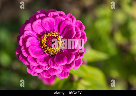 Une jeunesse violet et fleur de la vieillesse (Zinnia elegans) Banque D'Images