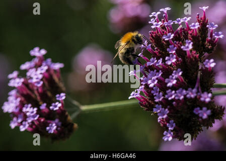 Un bourdon sur verveine (Verbena bonariensis argentin) Banque D'Images