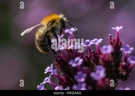 Un bourdon sur verveine (Verbena bonariensis argentin) Banque D'Images