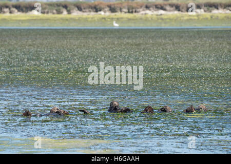 Les loutres de mer du sud, Enhydra lutris nereis, se reposant dans un radeau en l'enveloppant de zostères, Elkhorn Slough, California, USA Banque D'Images