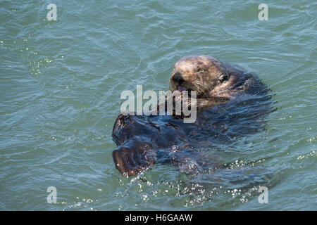 En Californie ou dans le sud de la loutre de mer, loutre de mer Enhydra lutris nereis ( espèces menacées ), toilettage, Elkhorn Slough, Moss Landing Banque D'Images