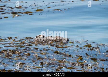 En Californie ou dans le sud de la loutre de mer, loutre de mer Enhydra lutris nereis, femme enveloppée dans le varech pour la tenir en place pendant le sommeil Banque D'Images