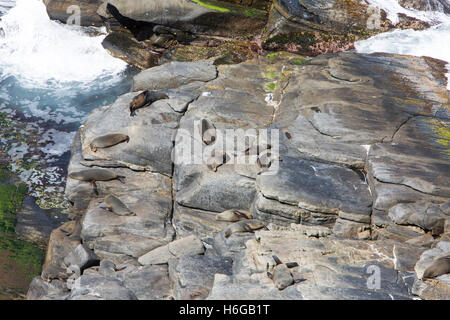 New Zealand fur seals sur les rochers au parc national de Flinders Chase sur Kangaroo Island, Australie du Sud Banque D'Images