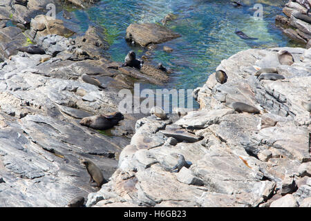 New Zealand fur seals sur les rochers au parc national de Flinders Chase sur Kangaroo Island, Australie du Sud Banque D'Images