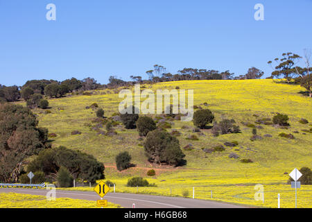 Campagne avec marguerites jaunes au printemps, la zone autour de Stokes Bay, Kangaroo Island, Australie du Sud Banque D'Images