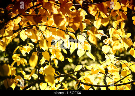 Les feuilles d'automne Silver Birch de Sibérie Banque D'Images