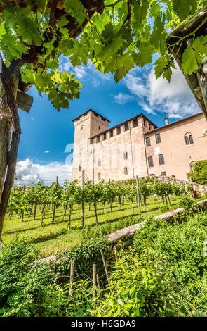 Vignoble dans le jardin du château à Rocca di Angera au Lago Maggiore, Varese, Italie Banque D'Images