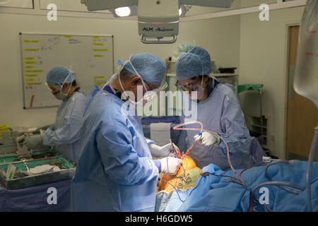 Chirurgien orthopédiste l'exécution d'une opération de remplacement de l'articulation du genou dans un hôpital Theatre Banque D'Images