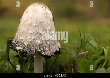 Coprinus comatus shaggy cap d'encre la perruque de Shaggy mane avocat Banque D'Images