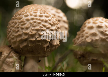 Coulemelle Macrolepiota procera Lepiota procera Banque D'Images