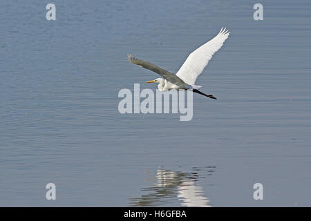 Grande aigrette blanche, Egretta alba, dans le vol à basse altitude au-dessus de l'eau avec des réflexions Banque D'Images