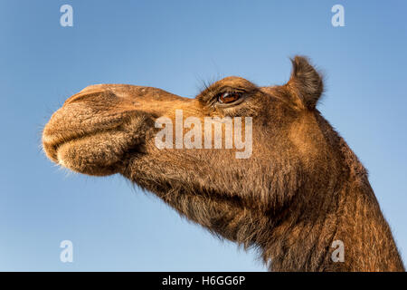 Close up d'un Chameau (Camelus), Inde Banque D'Images