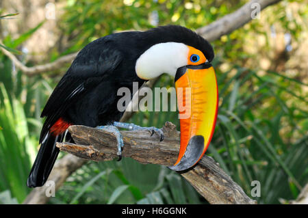 Profil de Toco Toucan (Ramphastos toco) perché sur branche avec son gros bec étrange Banque D'Images