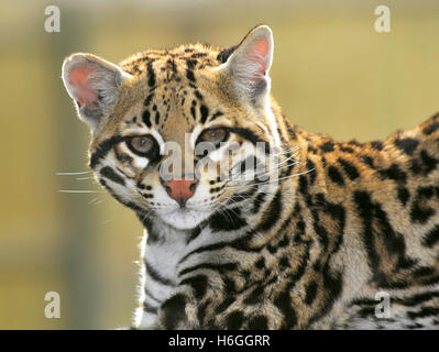 Portrait de l'Ocelot, Leopardus pardalis, vue de face Banque D'Images