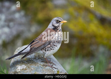 / Fieldfare Wacholderdrossel ( f ),dans Turdus reproduction colorée robe, perché sur un rocher, close-up, de jolies couleurs, vue de côté. Banque D'Images